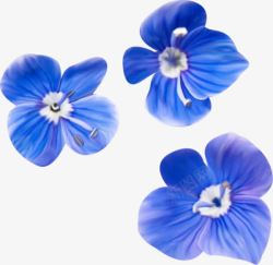 三朵蓝色的花素材