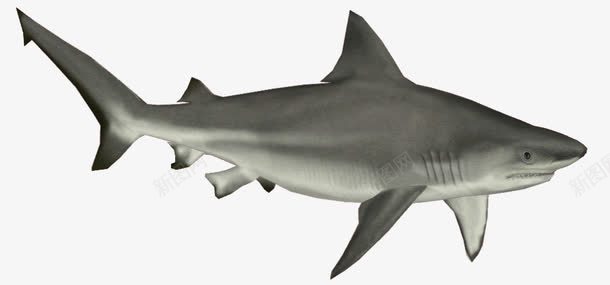 可爱的公牛鲨png免抠素材_新图网 https://ixintu.com 公牛鲨 可爱风格 国家保护生物 海洋猛兽