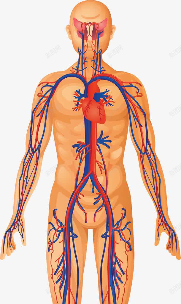 人躯体png免抠素材_新图网 https://ixintu.com 人 人体 人体躯干 人的肢体 体 卡通人体 卡通肢体 器官 四肢 躯体