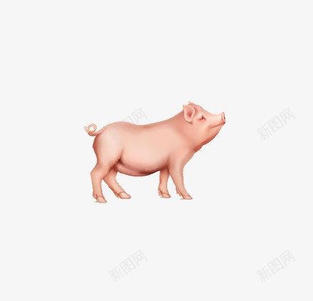 骄傲的猪png免抠素材_新图网 https://ixintu.com 动物 卡通 猪 粉色