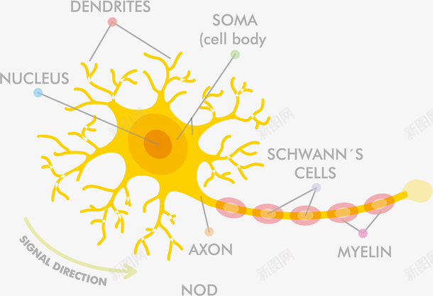黄色解剖神经细胞矢量图eps免抠素材_新图网 https://ixintu.com 人体组成 人体细胞 矢量细胞 神经 解剖细胞 黄色 黄色细胞 矢量图