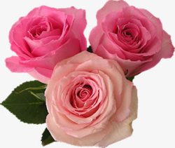 粉色美景玫瑰花朵素材
