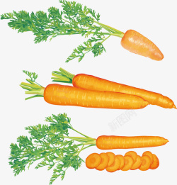 萝卜切片几根带叶子的胡萝卜矢量图高清图片