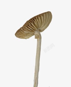 伞菇歪头的伞状蘑菇高清图片