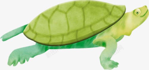 手绘乌龟png免抠素材_新图网 https://ixintu.com 乌龟 动物 绿色乌龟 野生动物