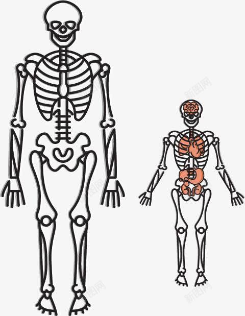 人物信息分析图表png免抠素材_新图网 https://ixintu.com 人物 信息 健康 检查 身体 骨骼