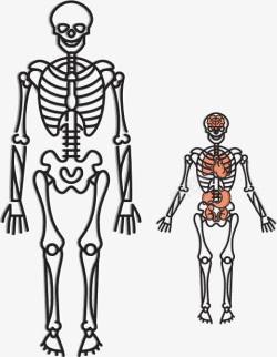 骨骼检查人物信息分析图表高清图片