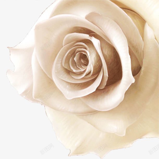 手绘油画白色刺玫瑰png免抠素材_新图网 https://ixintu.com 刺玫瑰 手绘油画 玫瑰 白色情人节 白色玫瑰