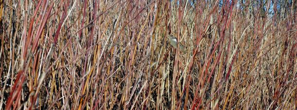 成熟芦苇植物秋日背景