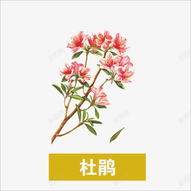 草药png免抠素材_新图网 https://ixintu.com 中药 本草纲目 杜鹃 药材