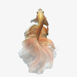 美丽的金鱼美丽金鱼高清图片