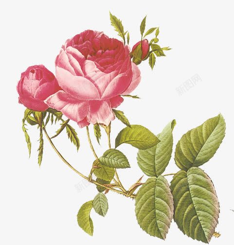 手绘水彩玫瑰植物包装png免抠素材_新图网 https://ixintu.com 包装 植物 水彩 玫瑰