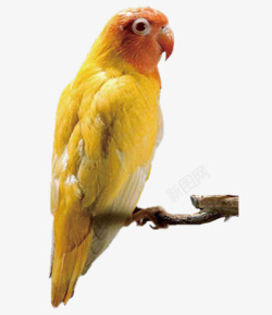 虎皮鹦鹉黄色的虎皮鹦鹉高清图片