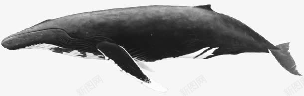 创意合成深海的鲸鱼png免抠素材_新图网 https://ixintu.com 创意 合成 深海 鲸鱼
