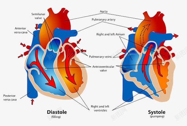 心脏结构图png免抠素材_新图网 https://ixintu.com 医疗 器官 心脏 心血管 疾病 血压