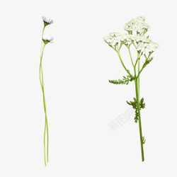 白色小花白色花朵植物素材