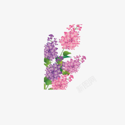 紫丁香花丛手绘一丛粉丁香紫丁香插画高清图片