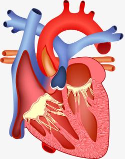 人体心脏解剖图素材