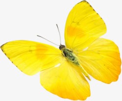 可爱黄色蝴蝶美景素材