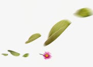 唯美漂浮树叶花朵png免抠素材_新图网 https://ixintu.com 唯美 树叶 漂浮 绿色 花朵