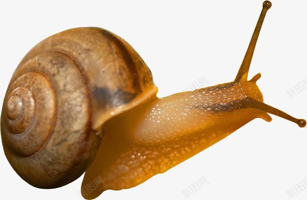 蜗牛简图png免抠素材_新图网 https://ixintu.com 一只 卡通 手绘 蜗牛 蜗牛壳 触角 黄色 黑色