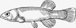 海洋生物手绘发呆的鱼素材