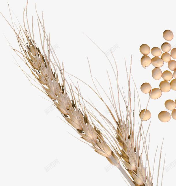 稻穗和黄豆png免抠素材_新图网 https://ixintu.com 乳白 粮食 美食 金色麦穗 食材 黃色稻穗