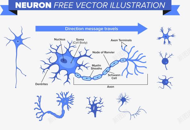 人体神经元png免抠素材_新图网 https://ixintu.com 人体 神经 神经元