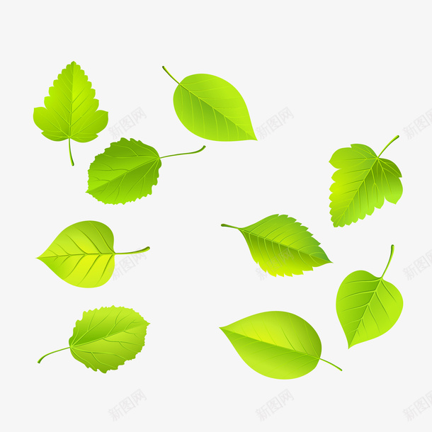 绿色叶子植物png免抠素材_新图网 https://ixintu.com 卡通植物 绿色叶子 绿色植物 背景装饰