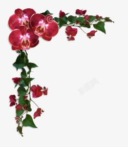 红色边界九重葛花卉的兰花素材