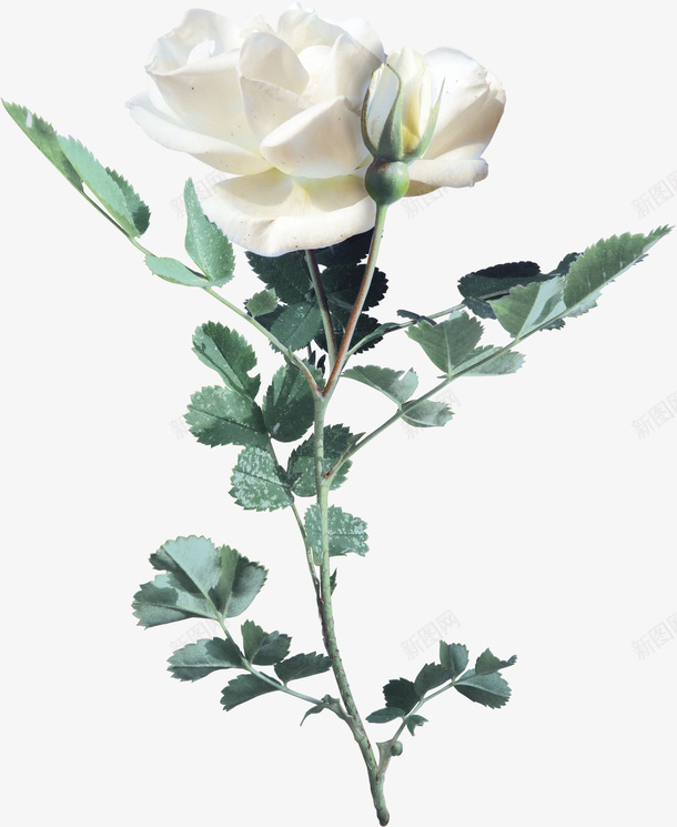 花卉花朵png免抠素材_新图网 https://ixintu.com 玫瑰花 白色 花朵 装饰