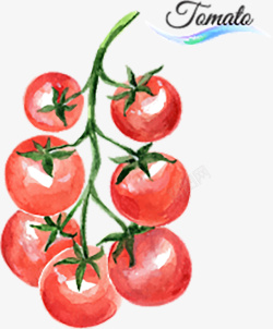 水彩西红柿矢量图素材