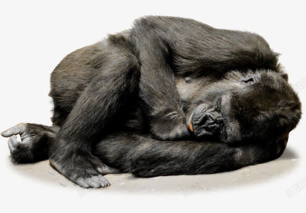 躺着睡觉的大猩猩png免抠素材_新图网 https://ixintu.com 动物 大猩猩 睡觉 躺着 野生动物