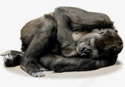 躺着睡觉的大猩猩素材