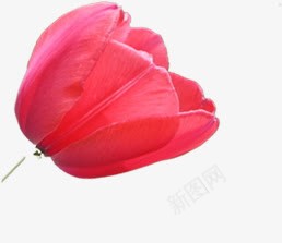 粉色花朵侧面拍摄png免抠素材_新图网 https://ixintu.com 侧面 拍摄 粉色 花朵
