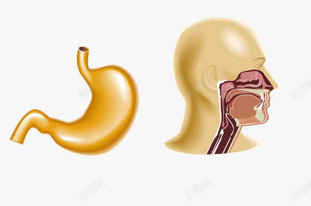 食道胃png免抠素材_新图网 https://ixintu.com 器官 胃 食道