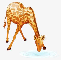 喝水的长颈鹿素材