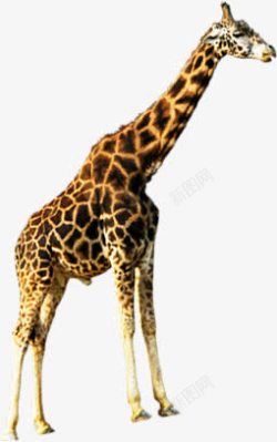 动物长颈鹿海报素材