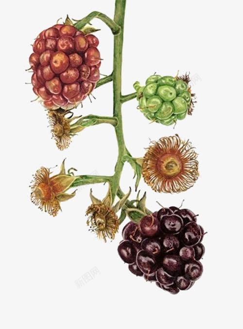 黑莓水果png免抠素材_新图网 https://ixintu.com 实物 植物 水果 红色 黑莓