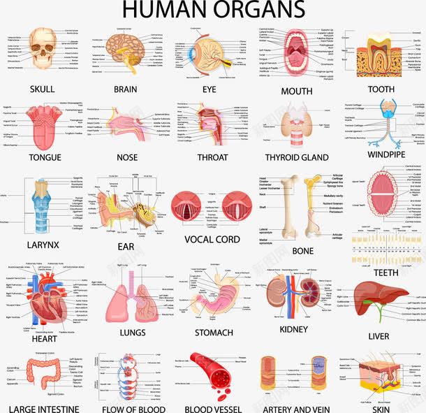 人体器官png免抠素材_新图网 https://ixintu.com 人体 人体内脏器官 内脏 内脏图 器官 骨骼