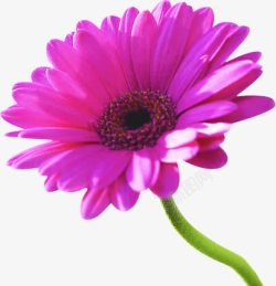 紫色精美花朵美景素材