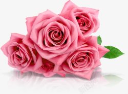 粉色甜蜜玫瑰花朵素材