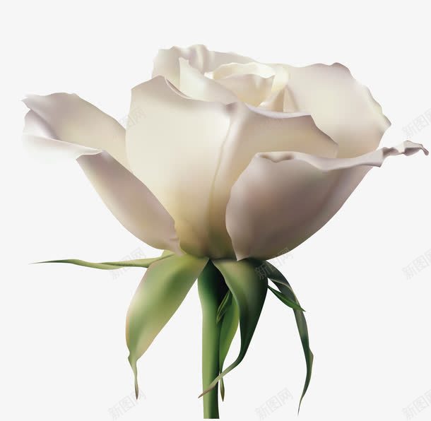 写实白玫瑰png免抠素材_新图网 https://ixintu.com 写实 白玫瑰 花朵