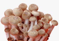 金针菇实物图金针菇高清图片