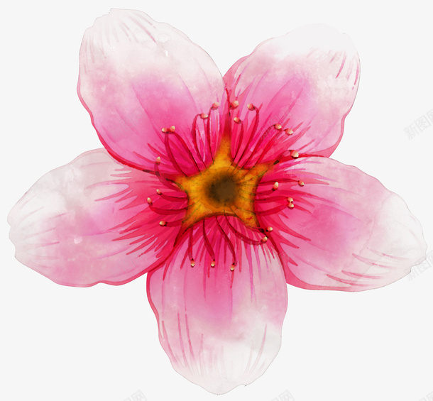 粉红色手绘花朵png免抠素材_新图网 https://ixintu.com 免抠图 抠图 插画 粉红色的花 花朵 装饰画