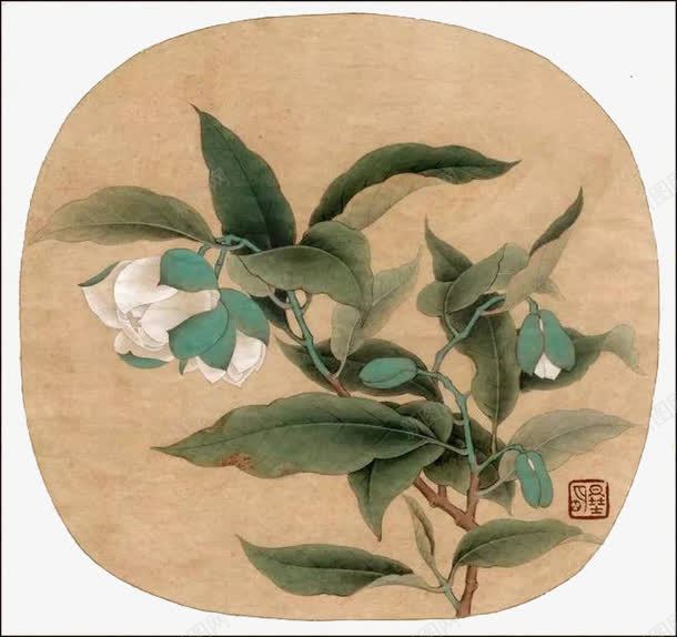 中国画白茶花png免抠素材_新图网 https://ixintu.com 国画 工笔 白茶花 花朵 茶花 设计