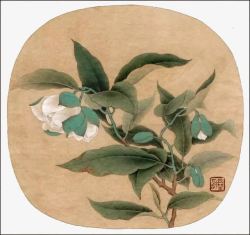 中国画白茶花素材