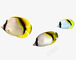 黄色亚热带鱼类黄尾巴的景观鱼高清图片