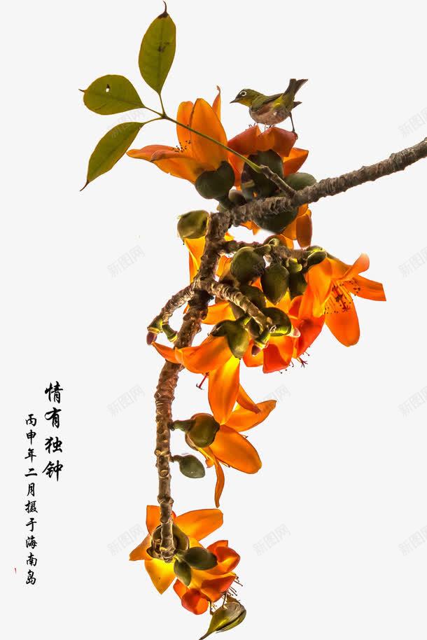 实物木棉花png免抠素材_新图网 https://ixintu.com 实物花朵 木棉花 木棉花手绘 木棉花树 漂亮的 装饰花朵