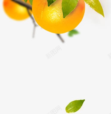 绿叶橘子透明背景png免抠素材_新图网 https://ixintu.com 绿叶橘子 透明背景素材png